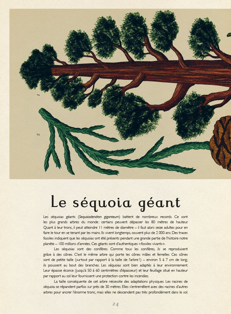 Botanicum (français)