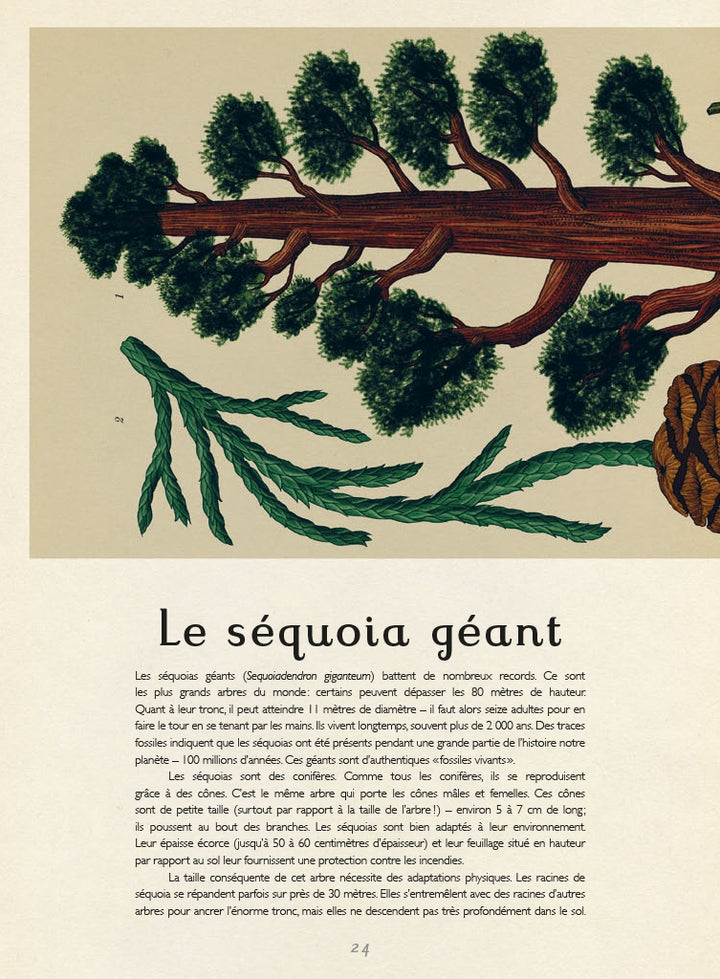 Botanicum (français)