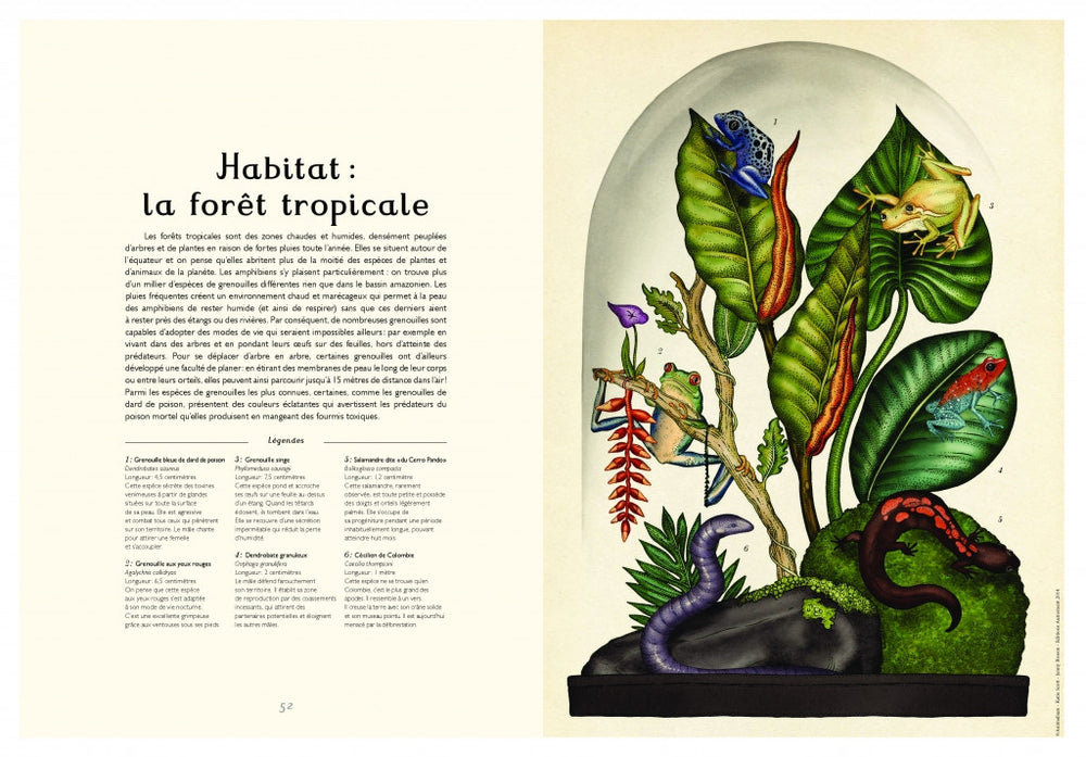 Animalium un livre de Jenny Broom & Katie Scott