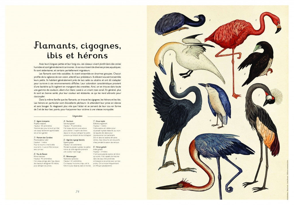 Animalium un livre de Jenny Broom & Katie Scott