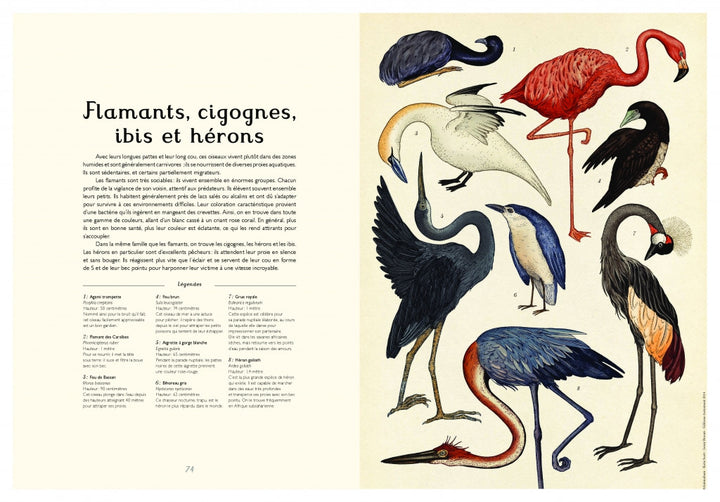 Animalium un livre de Jenny Broom & Katie Scott