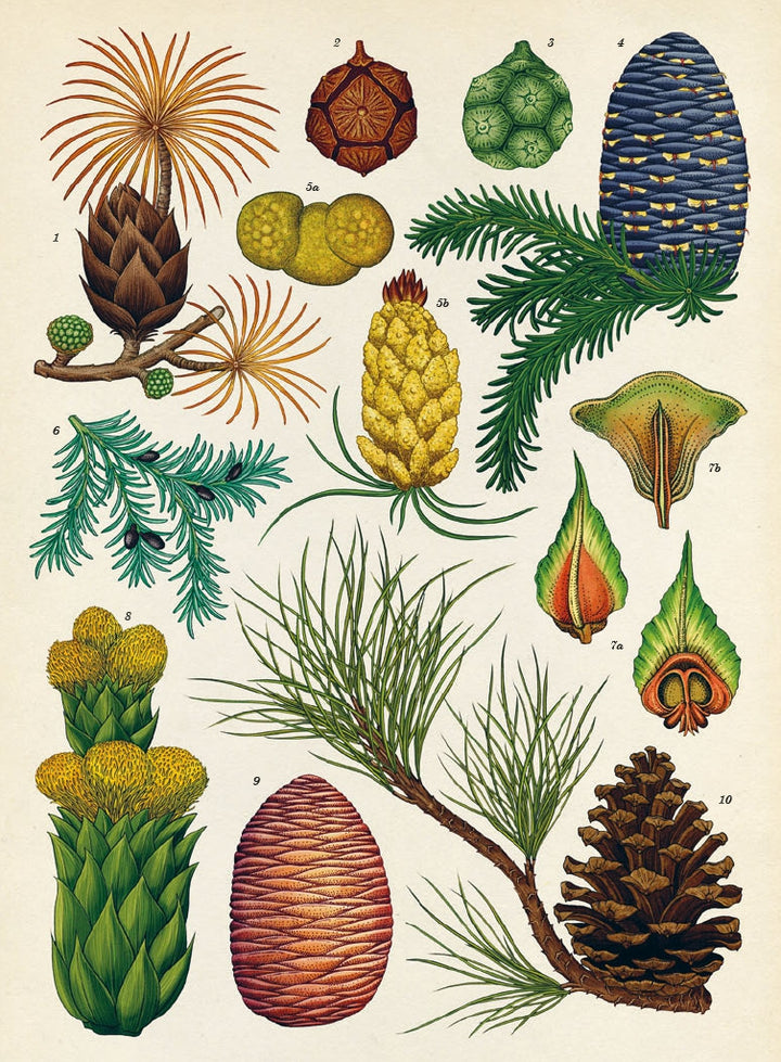 Botanicum (français)