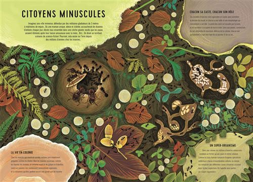 Royaumes minuscules ANNE JANKÉLIOWITCH , ISABELLE SIMLER
