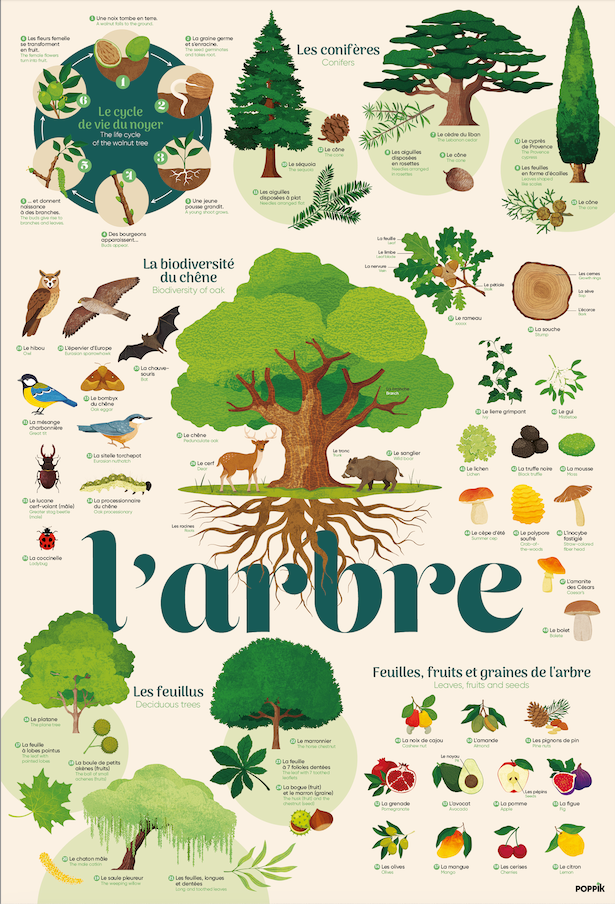 Affiche découverte et autocollants repositionnables arbres