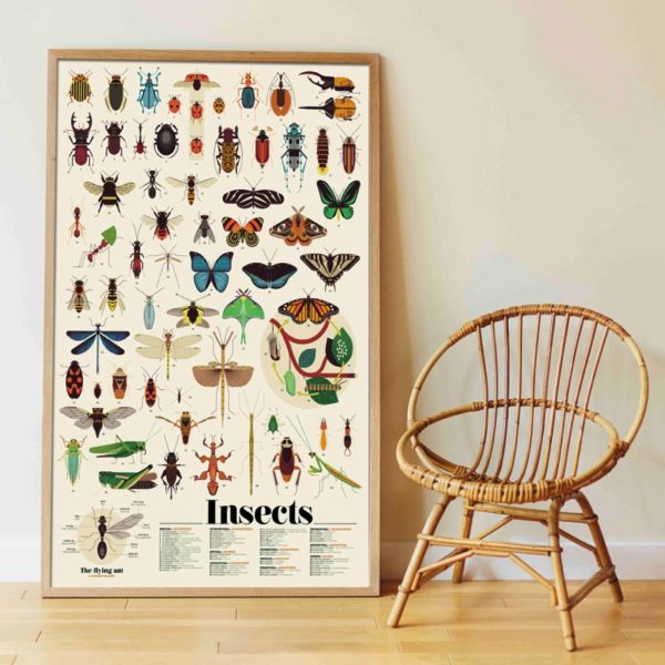 encyclopedic poster with colorful insects